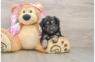 Mini Aussiedoodle Pup Being Cute