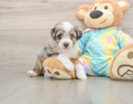 7 week old Mini Aussiedoodle Puppy For Sale - Premier Pups