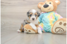 Playful Aussiepoo Poodle Mix Puppy