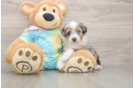 Hypoallergenic Aussiepoo Poodle Mix Puppy