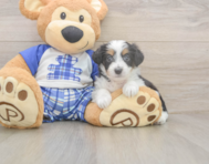 8 week old Mini Aussiedoodle Puppy For Sale - Premier Pups