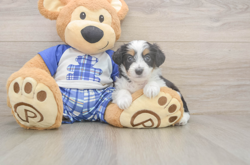 5 week old Mini Aussiedoodle Puppy For Sale - Premier Pups
