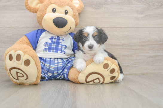 Mini Aussiedoodle Puppy for Adoption