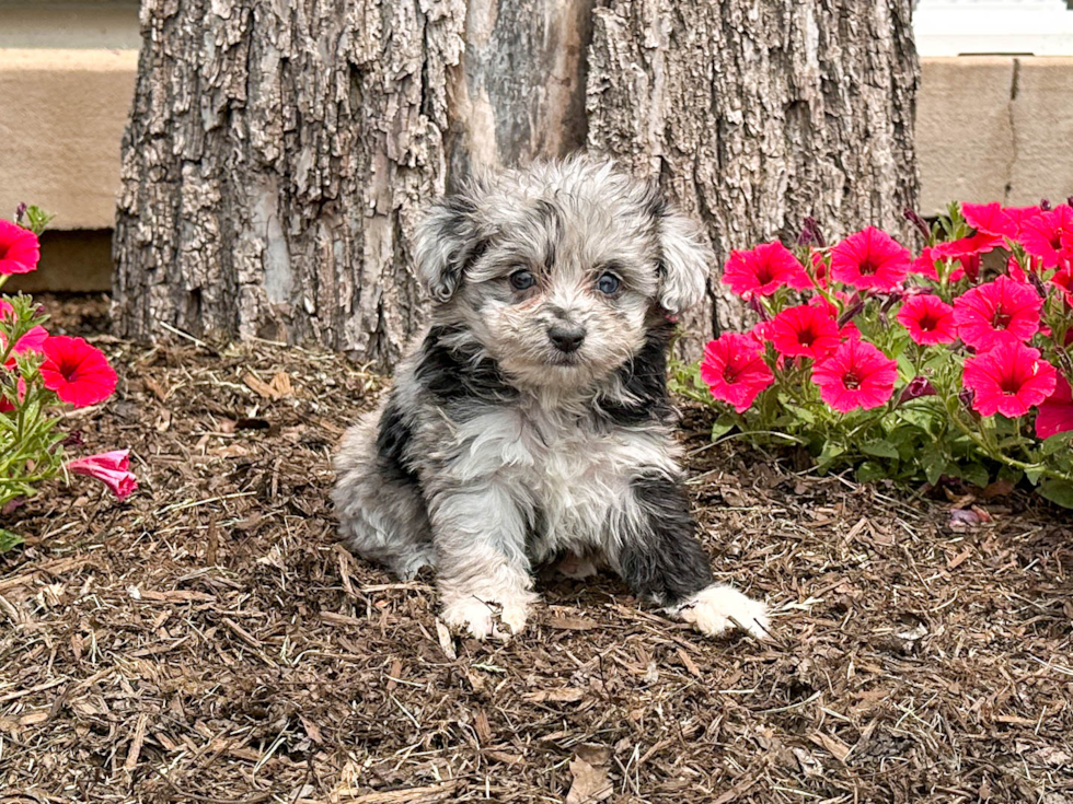 Playful Aussiepoo Poodle Mix Puppy