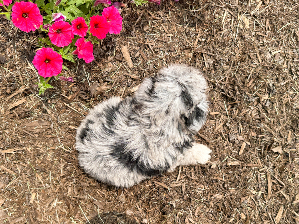 Small Mini Aussiedoodle Baby