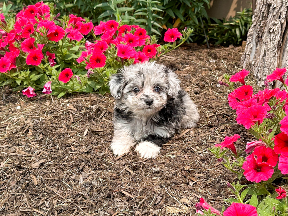 Petite Mini Aussiedoodle Poodle Mix Pup