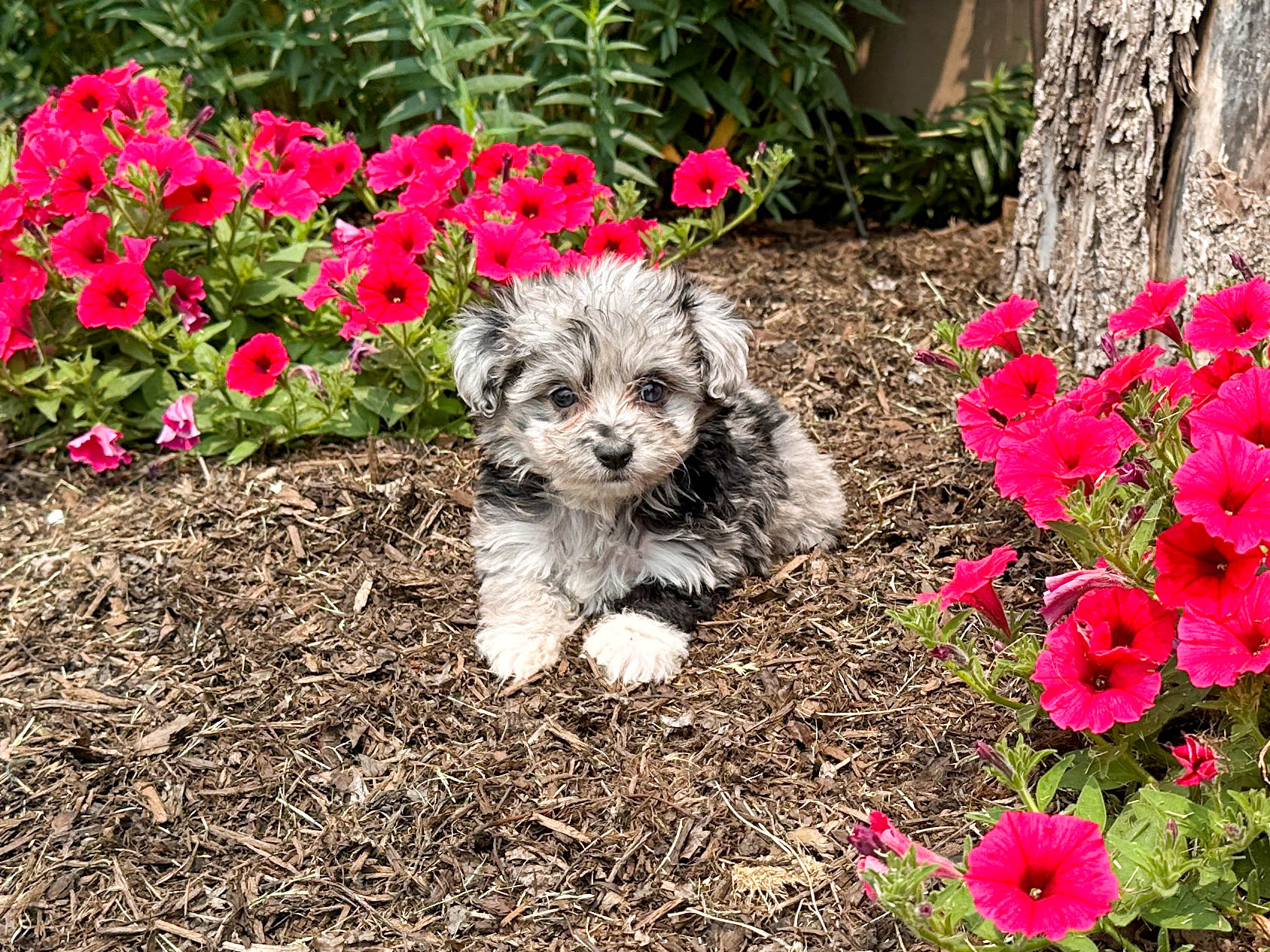 Best Mini Aussiedoodle Baby