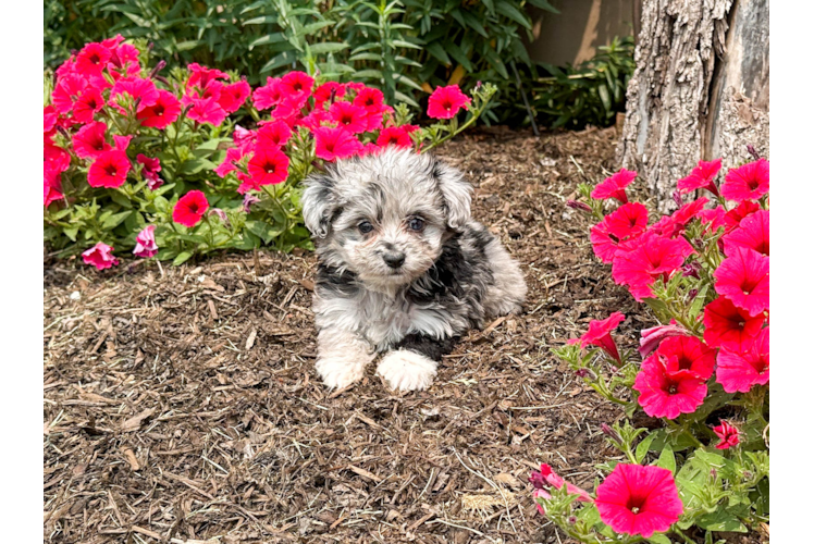 Best Mini Aussiedoodle Baby