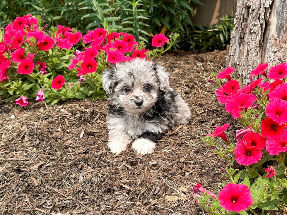 Best Mini Aussiedoodle Baby