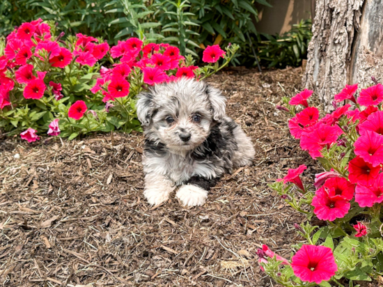 Best Mini Aussiedoodle Baby