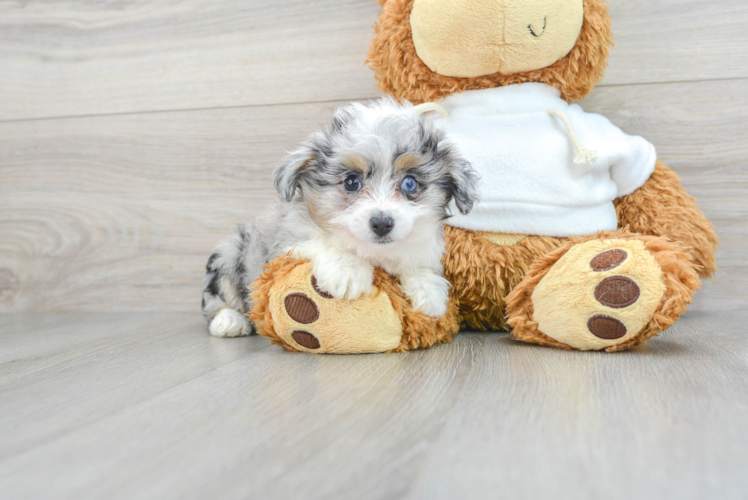 Cute Mini Aussiedoodle Baby