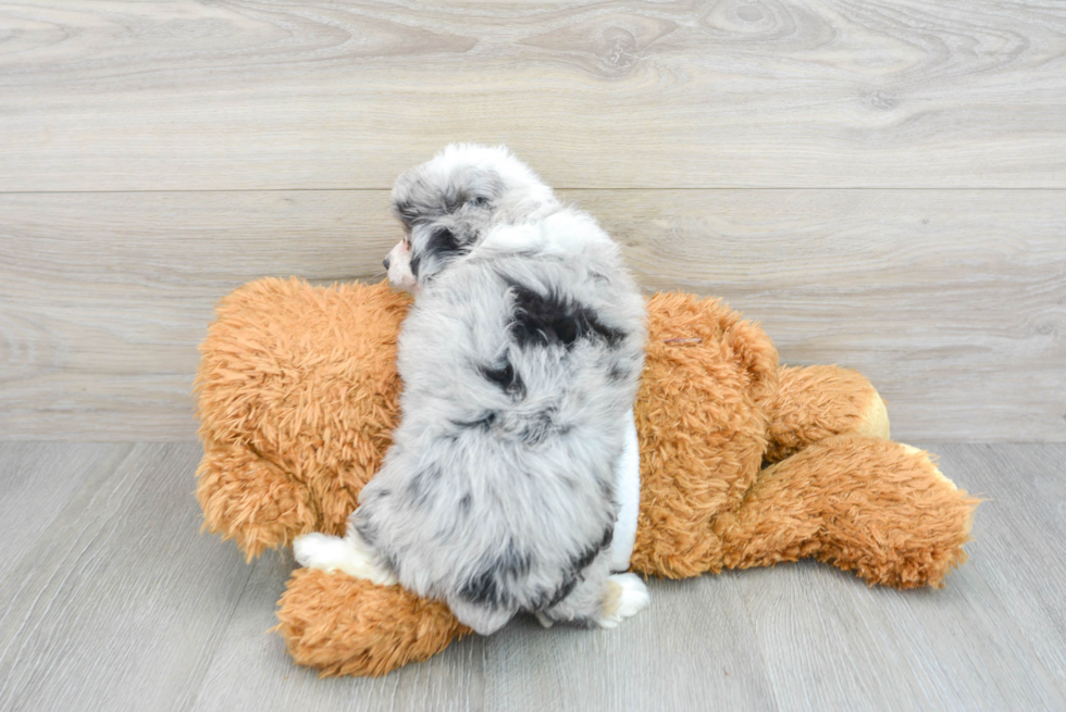 Best Mini Aussiedoodle Baby