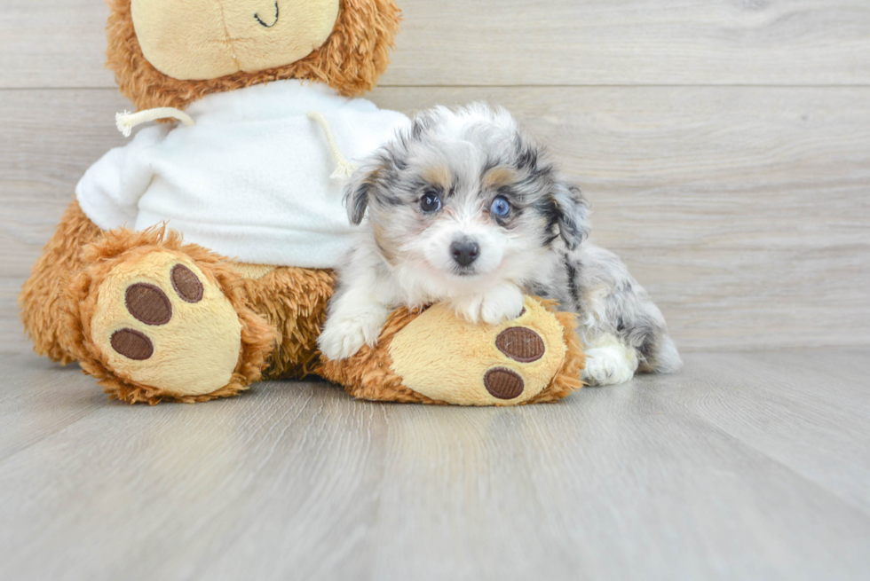 Mini Aussiedoodle Puppy for Adoption