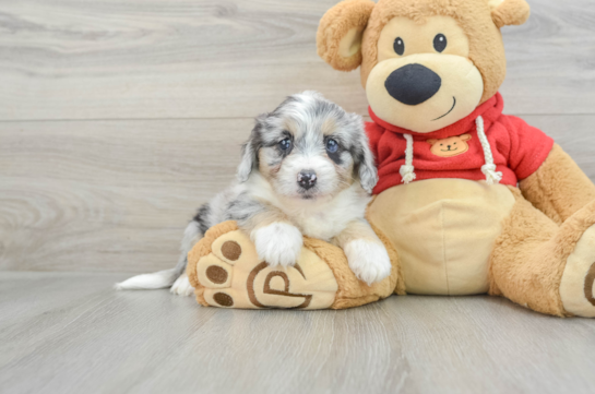 Fluffy Mini Aussiedoodle Poodle Mix Pup