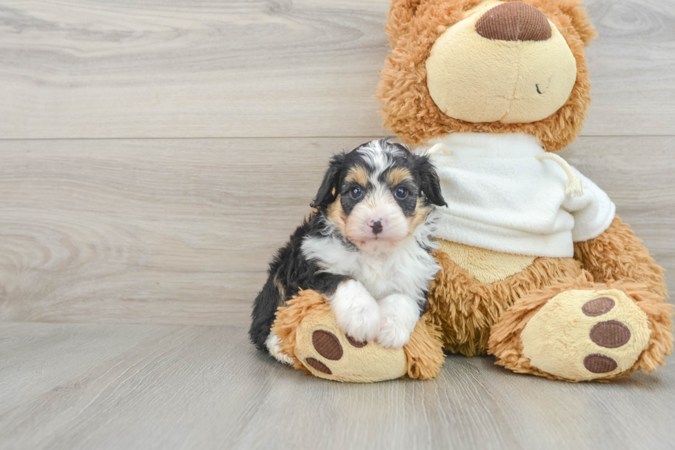 Adorable Mini Australian Shepherd X Poodle Mix Poodle Mix Puppy