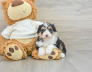 7 week old Mini Aussiedoodle Puppy For Sale - Premier Pups