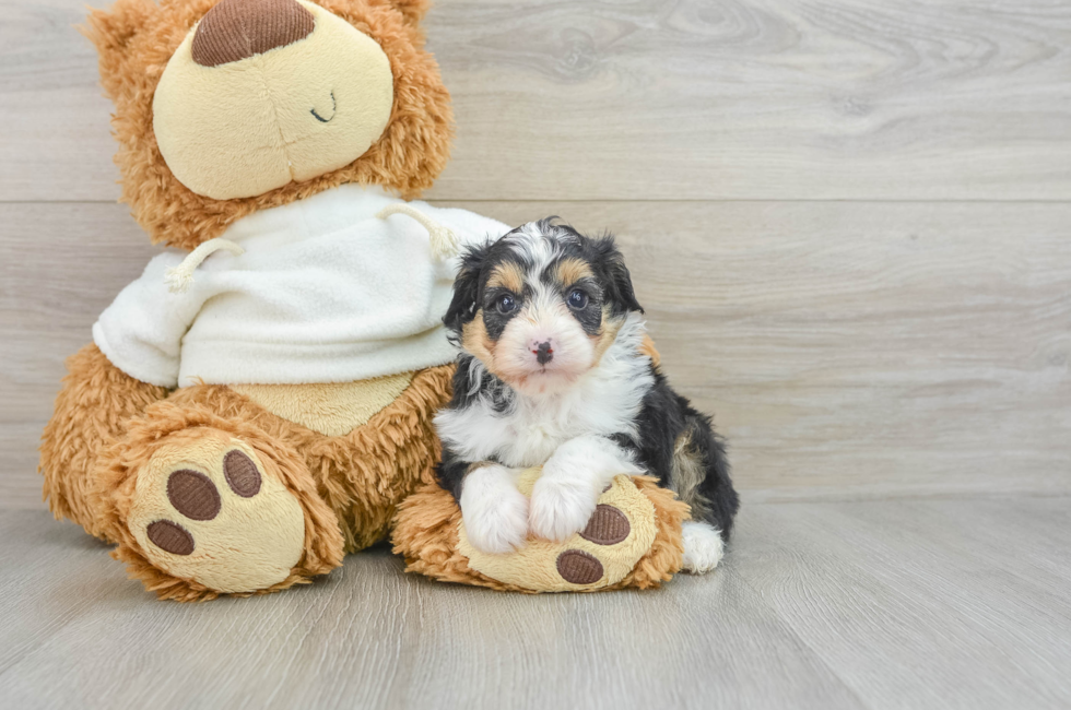 6 week old Mini Aussiedoodle Puppy For Sale - Premier Pups