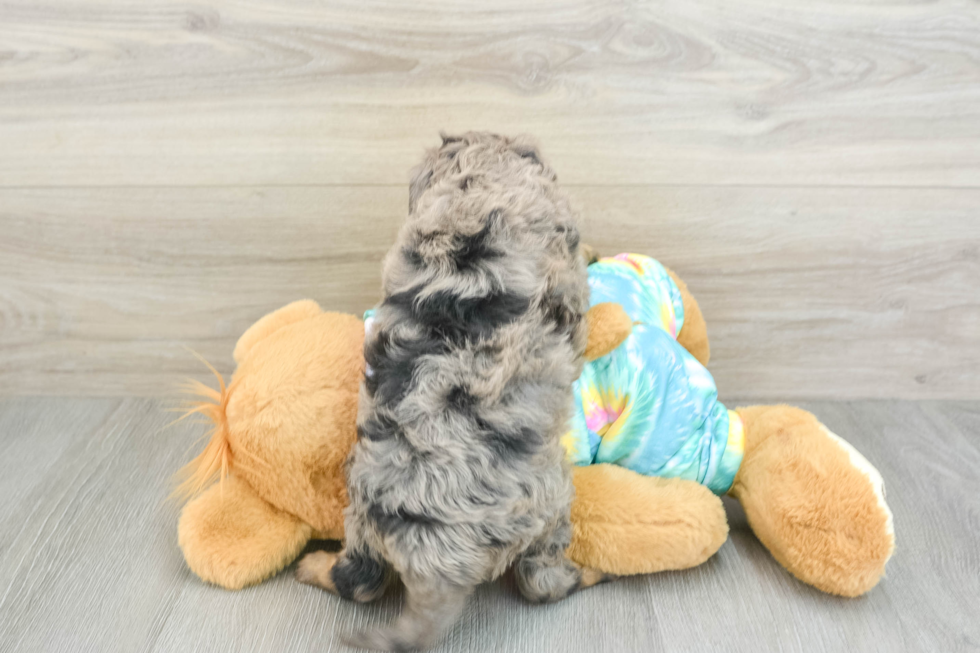 Mini Aussiedoodle Puppy for Adoption