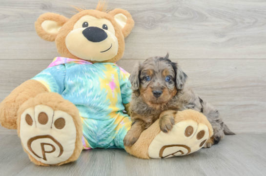 Mini Aussiedoodle Pup Being Cute