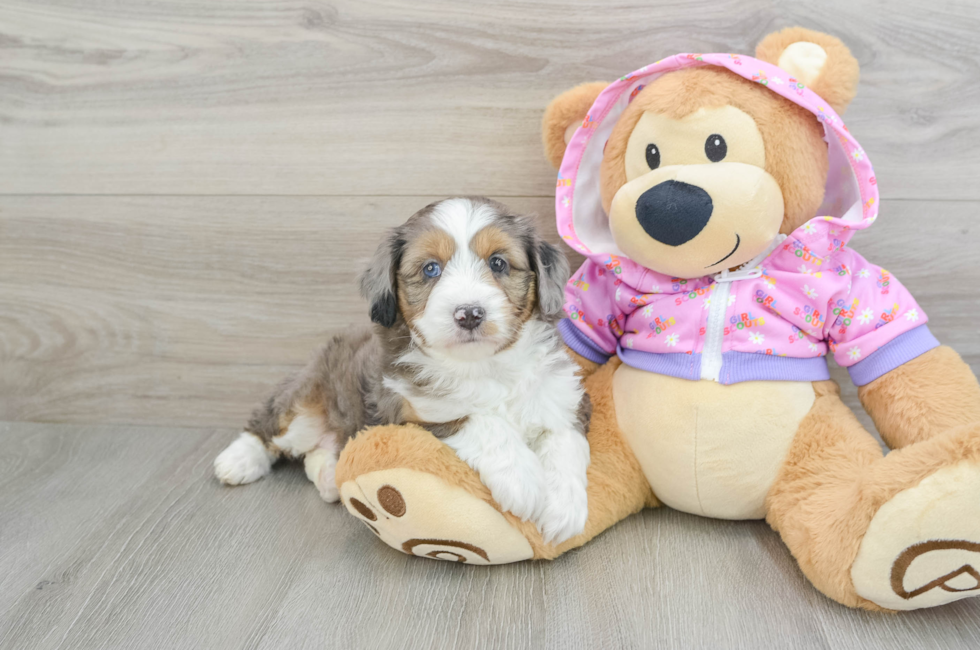 5 week old Mini Aussiedoodle Puppy For Sale - Premier Pups