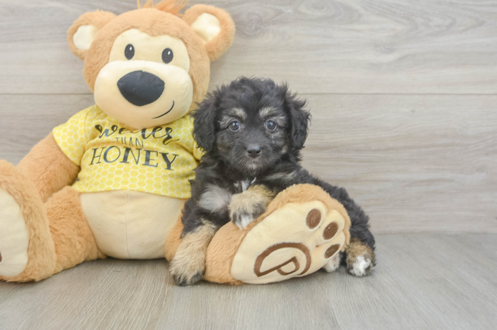 5 week old Mini Aussiedoodle Puppy For Sale - Premier Pups