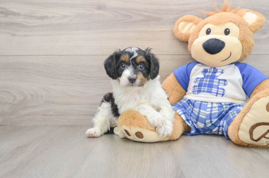 Petite Mini Aussiedoodle Poodle Mix Pup