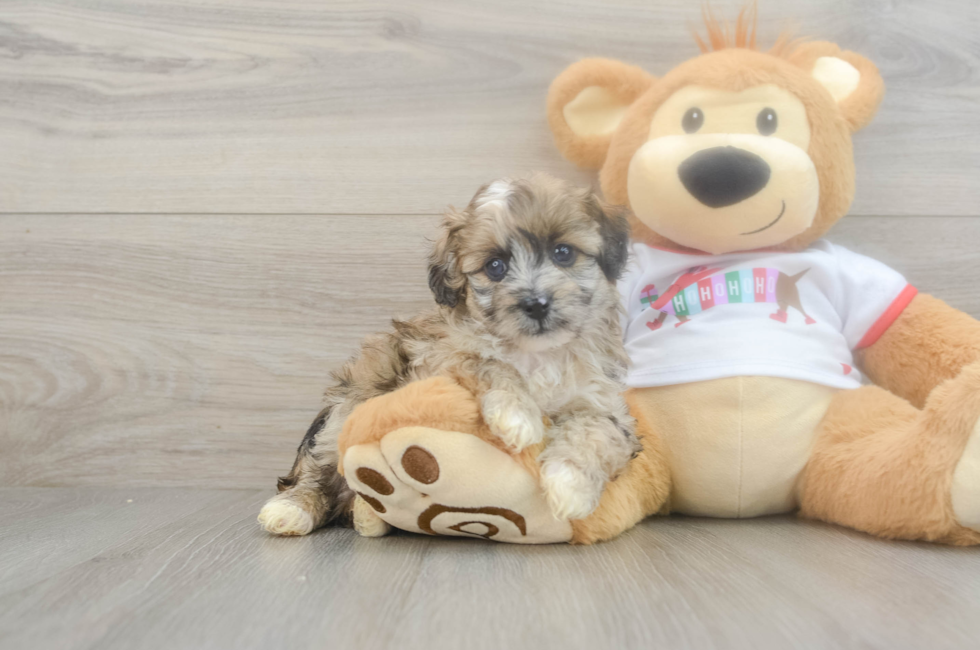 5 week old Mini Aussiedoodle Puppy For Sale - Premier Pups