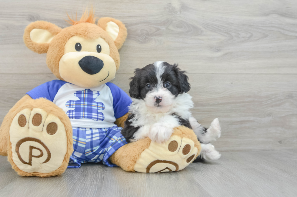 7 week old Mini Aussiedoodle Puppy For Sale - Premier Pups