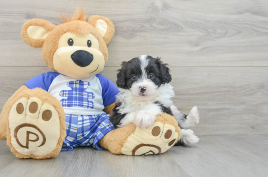 Best Mini Aussiedoodle Baby