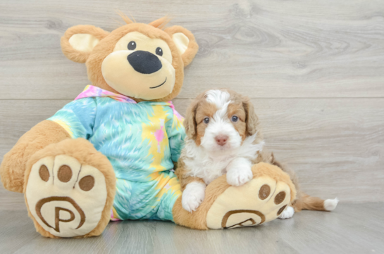 Friendly Mini Aussiedoodle Baby