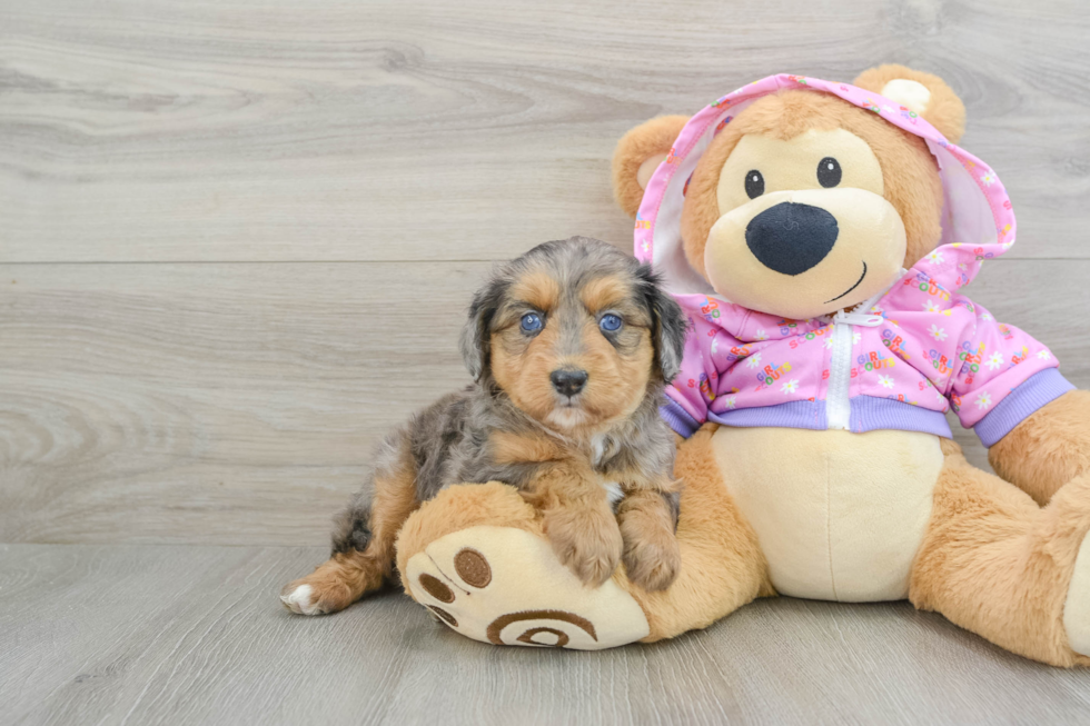 Petite Mini Aussiedoodle Poodle Mix Pup