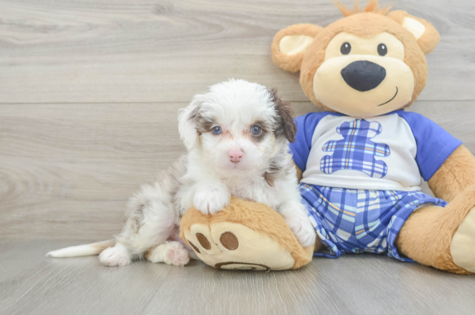 6 week old Mini Aussiedoodle Puppy For Sale - Premier Pups