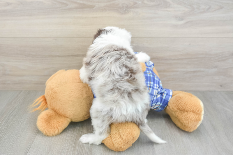 Meet Oswego - our Mini Aussiedoodle Puppy Photo 2/3 - Premier Pups