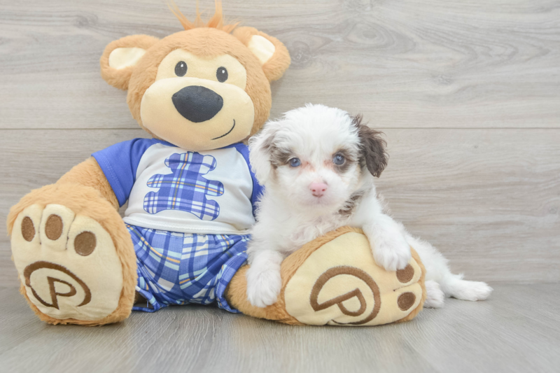 Meet Oswego - our Mini Aussiedoodle Puppy Photo 3/3 - Premier Pups