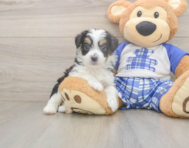 8 week old Mini Aussiedoodle Puppy For Sale - Premier Pups