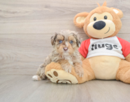 8 week old Mini Aussiedoodle Puppy For Sale - Premier Pups