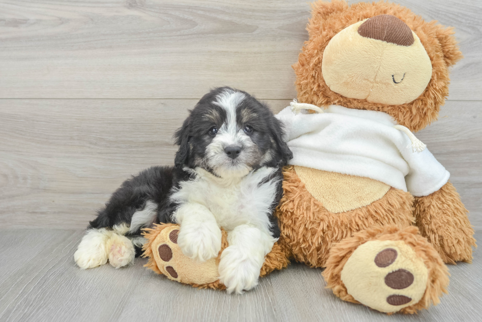 Mini Aussiedoodle Puppy for Adoption