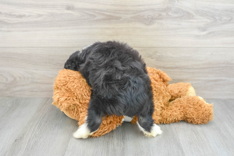 Mini Aussiedoodle Pup Being Cute