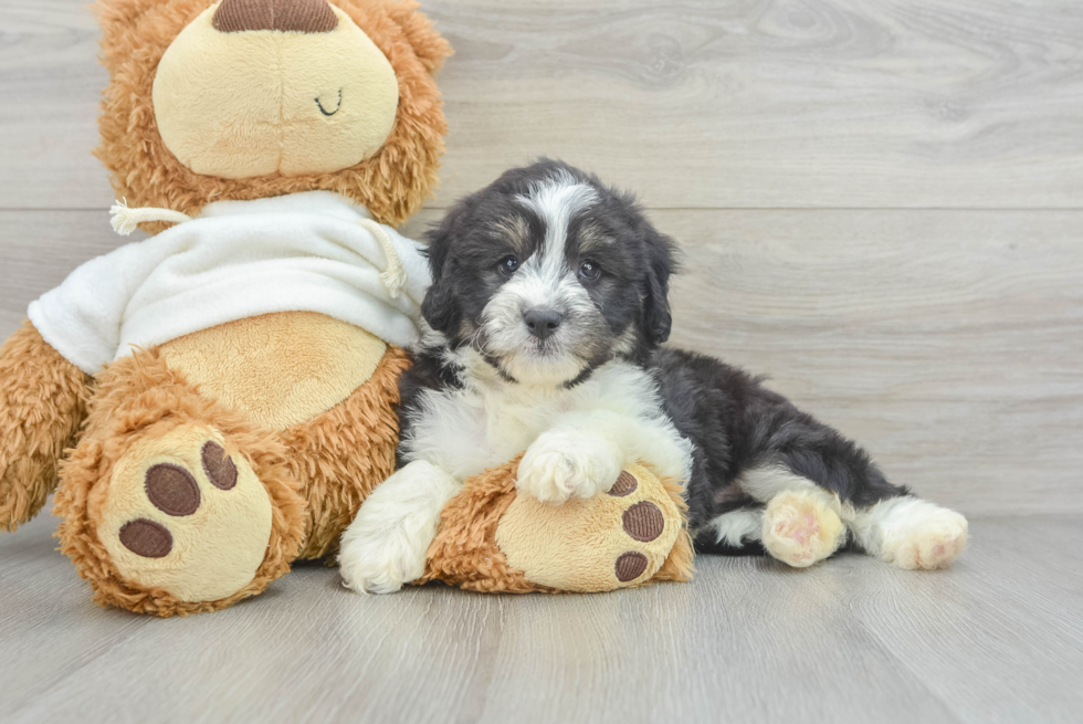 Friendly Mini Aussiedoodle Baby