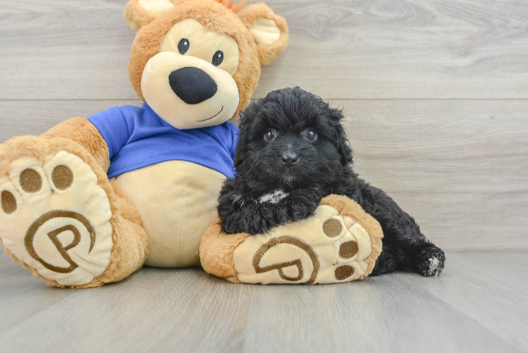 Popular Mini Aussiedoodle Poodle Mix Pup