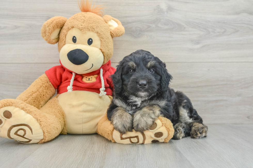 7 week old Mini Aussiedoodle Puppy For Sale - Premier Pups