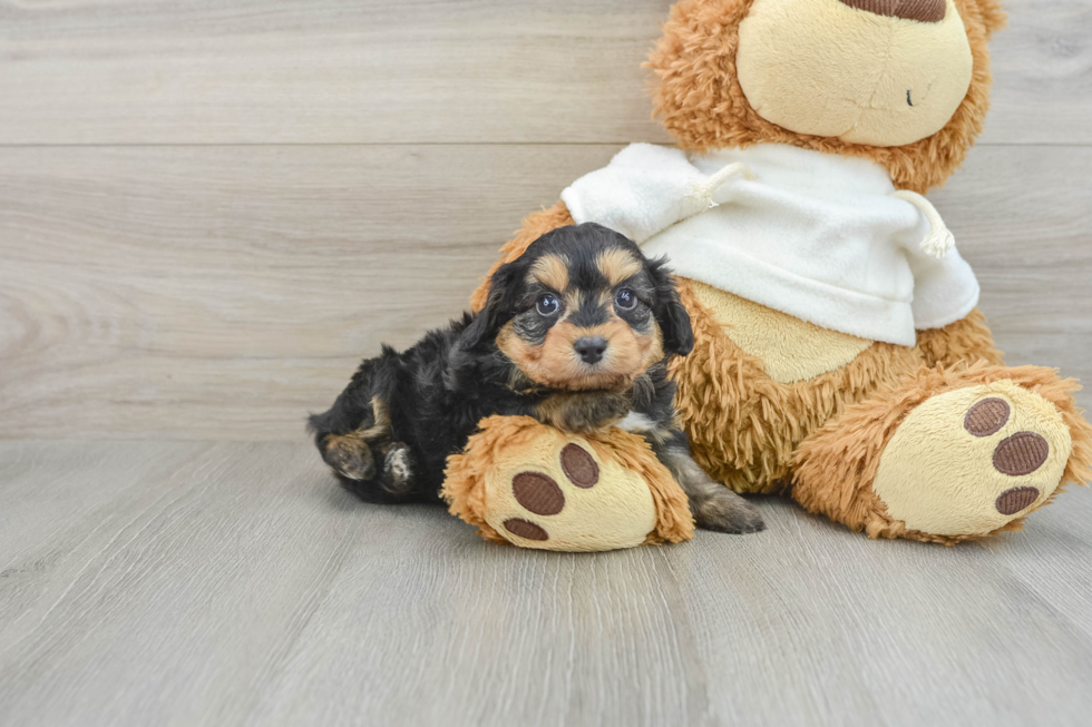 Energetic Aussie Poo Poodle Mix Puppy