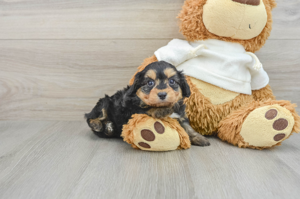 6 week old Mini Aussiedoodle Puppy For Sale - Premier Pups