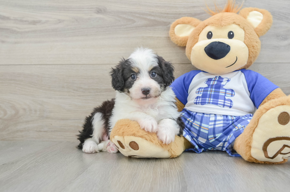 7 week old Mini Aussiedoodle Puppy For Sale - Premier Pups