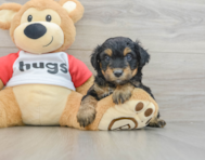 8 week old Mini Aussiedoodle Puppy For Sale - Premier Pups