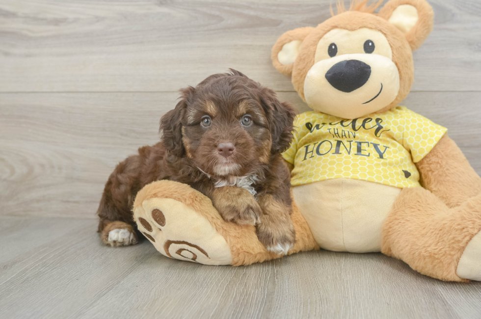 5 week old Mini Aussiedoodle Puppy For Sale - Premier Pups