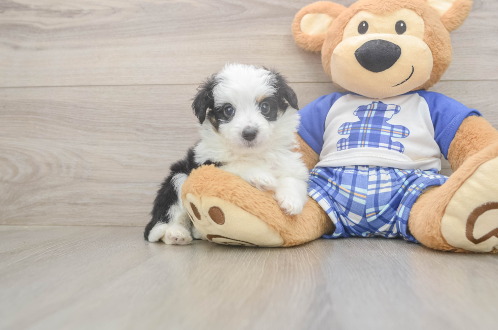 5 week old Mini Aussiedoodle Puppy For Sale - Premier Pups