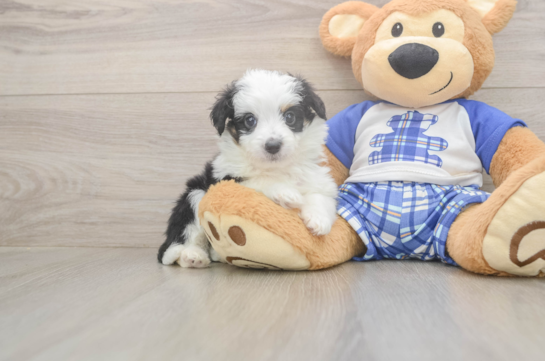 Best Mini Aussiedoodle Baby
