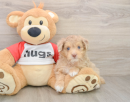 9 week old Mini Aussiedoodle Puppy For Sale - Premier Pups