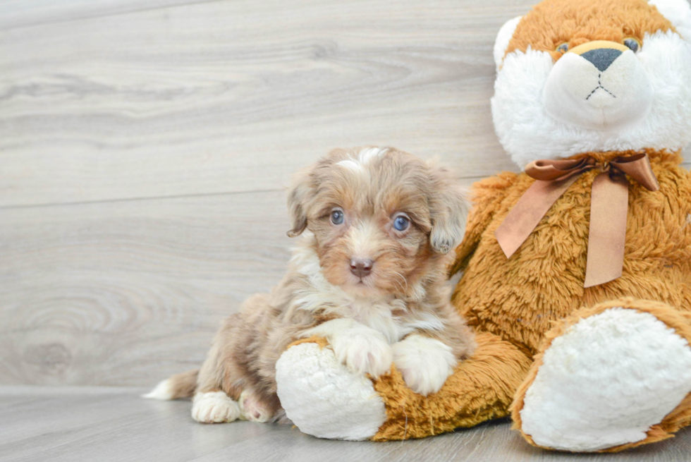 Mini Aussiedoodle Pup Being Cute